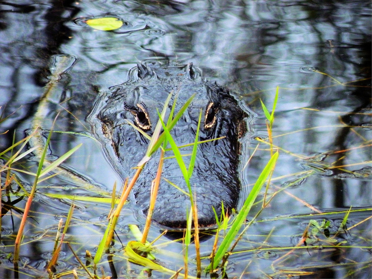 The Ultimate Guide to Exploring the Everglades by Airboat